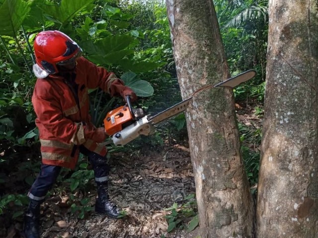 ABATTAGE D’ARBRE A ABOISSO ET EXTRACTION D’UN CHIOT D’UN PUITS A DIVO PAR LES POMPIERS CIVILS