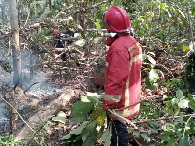 DES PLANTS DE TECK PARTENT EN FUMEE A ABENGOUROU