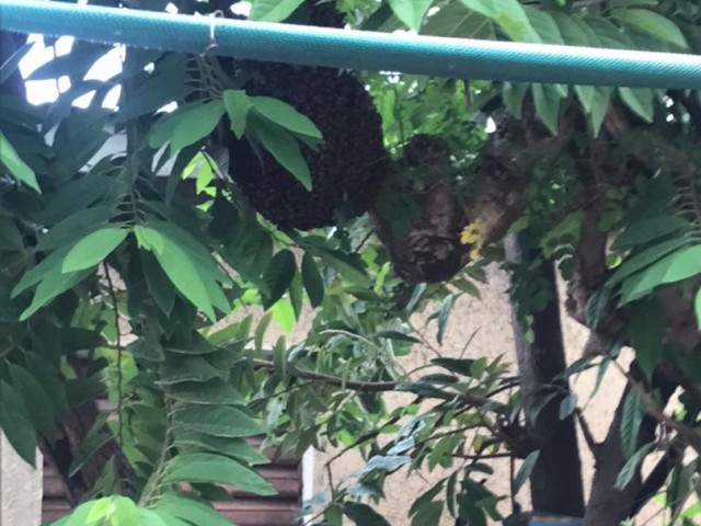 BOUNA : DES ABEILLES CRÉENT LA PANIQUE CHEZ DES HABITANTS D’UNE COUR LES POMPIERS CIVILS INTERVIENNENT