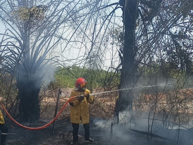 INCENDIES : LE FEU ATTAQUE UNE FORÊT A SASSANDRA ET UN DOMICILE A DIMBOKRO