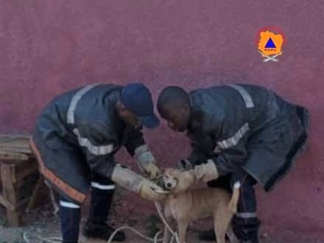 TOUBA : UN CHIEN SORTI D’UNE FOSSE SEPTIQUE DE 5 METRES PAR LES POMPIERS CIVILS DU BAFING