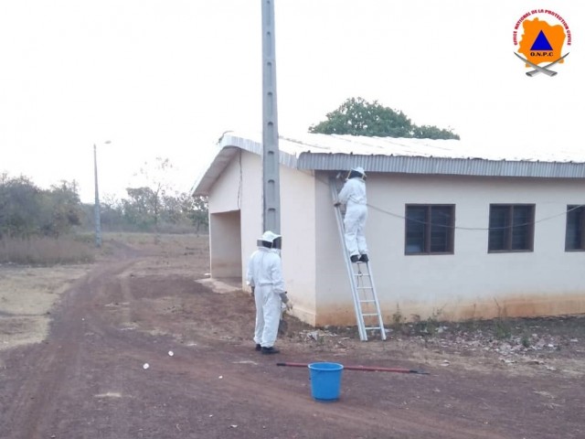 LES LOCAUX DE LA MAIRIE DE BOUAFLE ET LA SOUS-PREFECTURE DE BONDOUKOU DEBARRASSES DES ESSAIMS D’ABEILLES