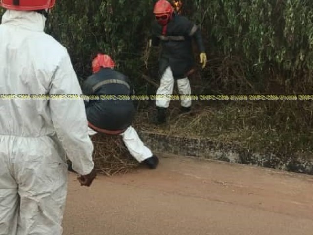 TOUBA : DEUX ECOLIERS VICTIMES DE PIQURES D’ABEILLES