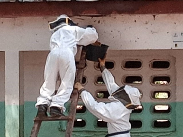 DIMBOKRO : DES ELEVES D’UNE ECOLE MATERNELLE ATTAQUES PAR DES ABEILLES