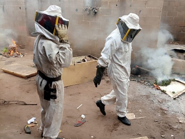 UNE COUR COMMUNE SAUVÉE DES ABEILLES PAR LES POMPIERS CIVILS DU HAMBOL