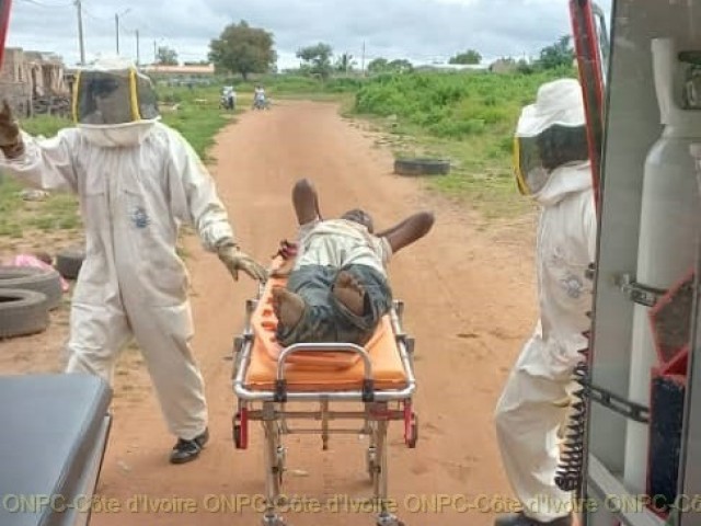 BOUNA : UN QUINQUAGENAIRE ATTAQUE PAR PLUSIEURS ABEILLES