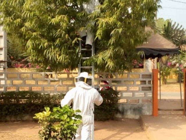 DES CLIENTS D’UNE AGENCE FINANCIERE ATTAQUES PAR DES ABEILLES A DIMBOKRO