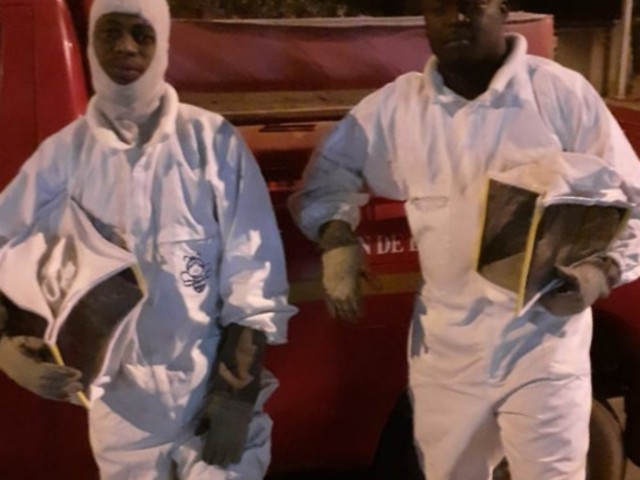 FERKESSÉDOUGOU : LES POMPIERS CIVILS DÉLOCALISENT  UN ESSAIM D’ABEILLES